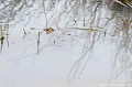 <br><br>Nom anglais : Common toad
<br>La route de la migration postnuptiale du Crapaud commun sera parsemée des mêmes embûches qu'à l'aller...
<br><br>Photo réalisée en France, dans l'Allier (Auvergne)
<br><br> Crapaud commun
Bufo bufo
Common toad
Auvergne
Allier
route
embûche
migration
postnuptiale 